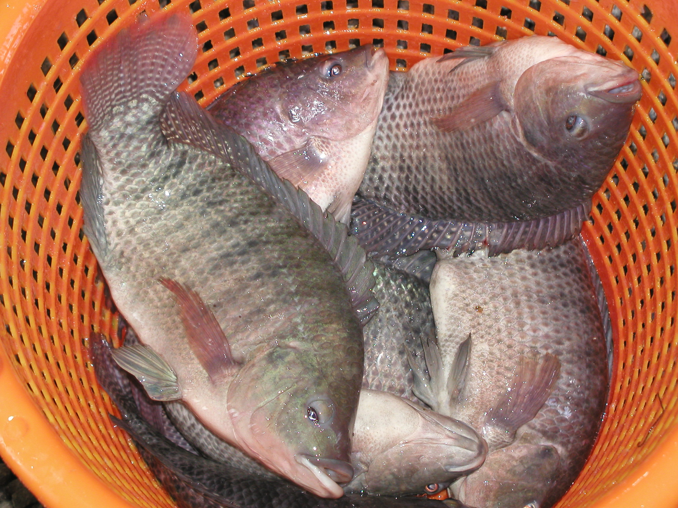 CAS tilapia harvested from the system
